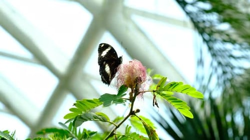 Black Butterflies On A Leaf Struggling In Their Cocoons