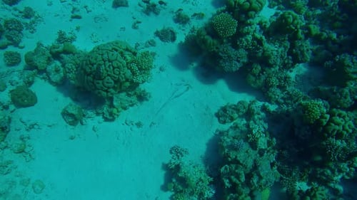 Underwater View of Blue Spotted Stingray Swimming near Coral