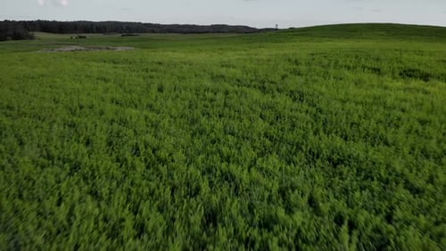 Aerial shot on green grass field, small hills and trees on the horizon,