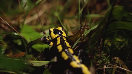 Yellow and Black Fire Salamander Crawling Through Grass