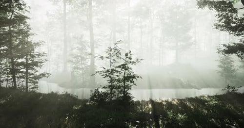 Misty Forest Landscape with Sunlight Filtering Through Trees and Reflections