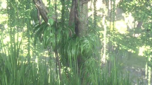 Jungle Forest Trees in Deep Fog