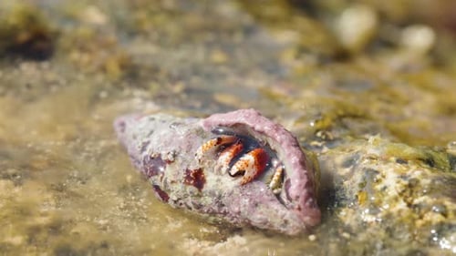 Hermit Crab in Shell on Rocky Beach