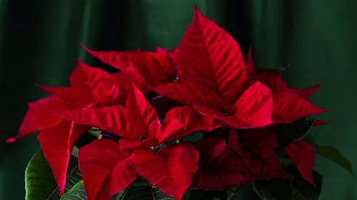 Fleurs de poinsettia rouges de Noël.
