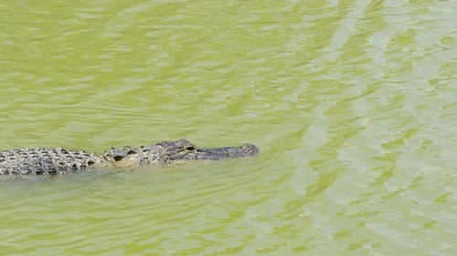 Crocodile Swimming in the River Adventure