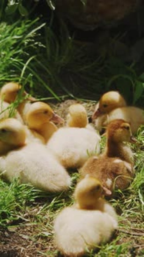 Agriculture Élevage de canards dans une campagne ensoleillée Une charmante famille de canards profite d'une belle journée