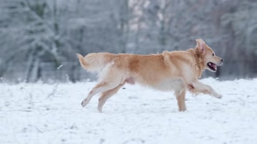 Dog Running in Snow with Person in Winter