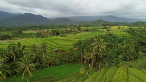Beautiful morning view indonesia Panorama Landscape paddy fields with beauty color and sky natural