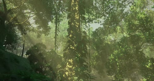 Lush Green Forest with Rays of Sunlight Illuminating Towering Trees