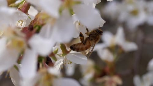 Side view of honey bee (Apis mellifera) collecting nectar from a cherry blossom.