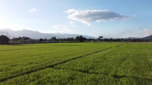 AERIAL: Aerial capture of tropical nature around rice fields.