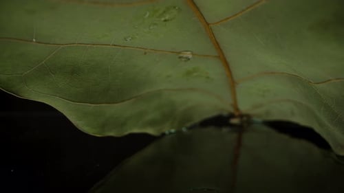 Macro Shot of Leaf with Water Droplets