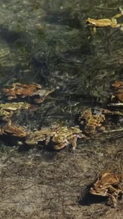 Gathering of Frogs in Clear Tropical Water