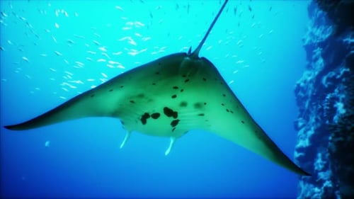 Graceful Manta Ray Gliding Through Blue Ocean Water