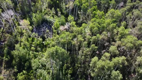 Flying Over The Trees In The Forest