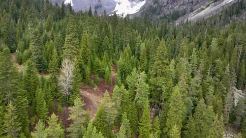 Forest and Mountain