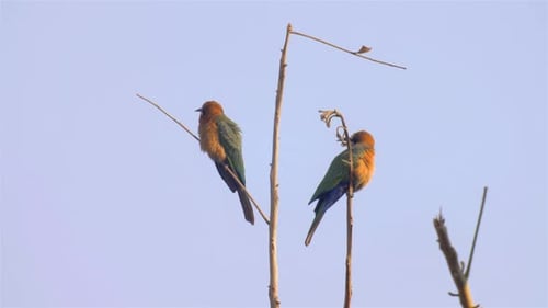 Pair of Bee-Eater Birds Perched on Branches