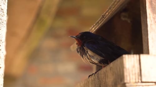 Close Up of Barn Swallow Perched on Wood