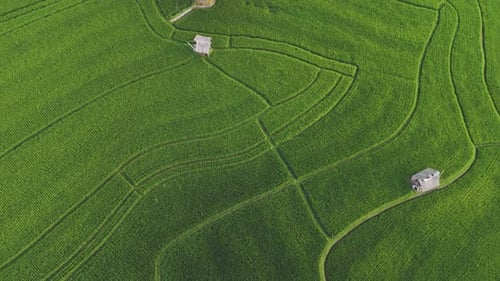 Aerial View of Vibrant Green Rice Fields with Small Huts Scattered