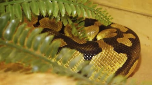 Un python étrangle un serpent tenu par un homme