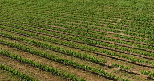 Aerial View of Vineyard with Grapevines Growing in Neat Symmetrical Rows. Drone Shot