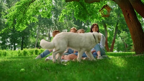 White Labrador Walking Around Smiling Family On Picnic Sunny Park. Joyful Dog Play With Happy Peo...