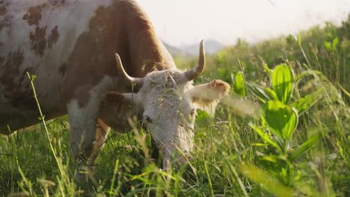 Cow Grazing on Sunny Alpine Meadow with Mountain Landscape