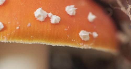 Close Up of Orange Mushroom with White Spots