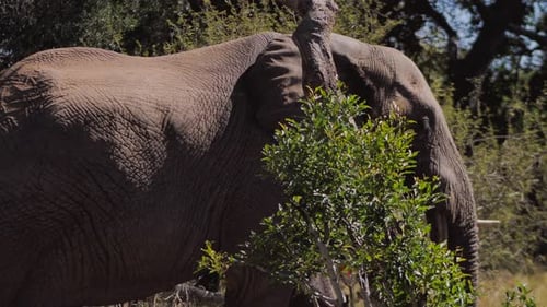Large African elephant is walking through a dense bush in the savannah. Camera following the elephan