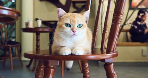 Ginger Feline Relaxing on Wooden Chair Inside Cozy Cafe Green Eyes Gleaming Softly with Calm