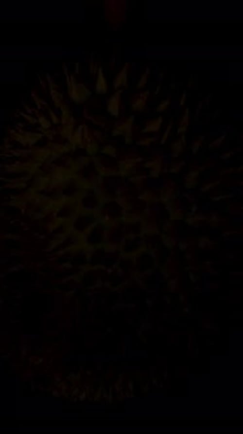 Vertikales Video. Durian dreht sich langsam, während er allmählich aus der Dunkelheit auftaucht, wobei der Schwerpunkt auf Stacheln
liegt