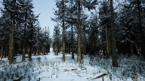 Winter Pine Tree Forest with Snow on Trees
