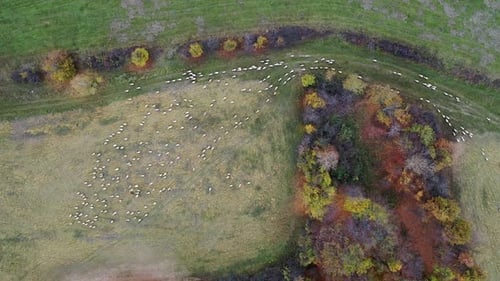 Aerial top down view of a herd with sheep running into a field. Autumn colors