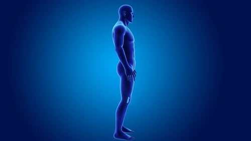 Animated 3D Human Anatomy Model with Highlighted Joints