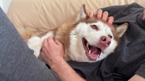 Men petting Siberian husky dog.
