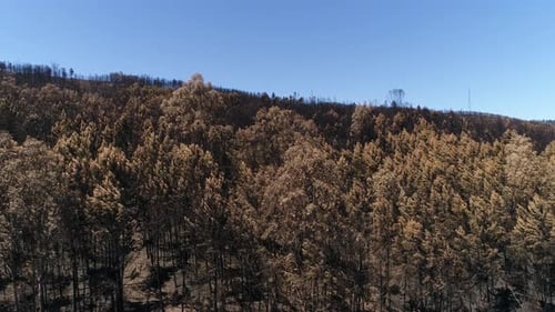 Wildfire Disaster Aftermath. Burned Forest Charred Trees