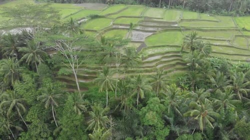 Tegallalang rice fields Ubud Bali Indonesia