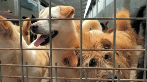 Many Different Big Dogs are Looking for Attention Behind the Fences Dogs in a Shelter or an Animal