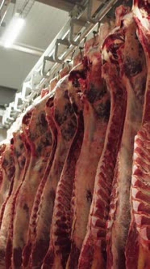 Hanging Meat Carcasses Within a Modern Meat Processing Plant and Its Industrial Methods Freshly Hung