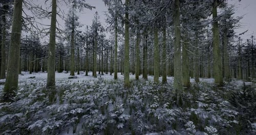 Snow Covered Forest Landscape with Tall Trees During Winter Season