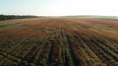 Drone Over Autumn Wonderland Endless Fields and Forest