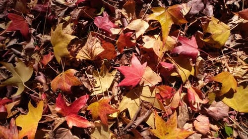 Close up of fallen leaves on the ground.