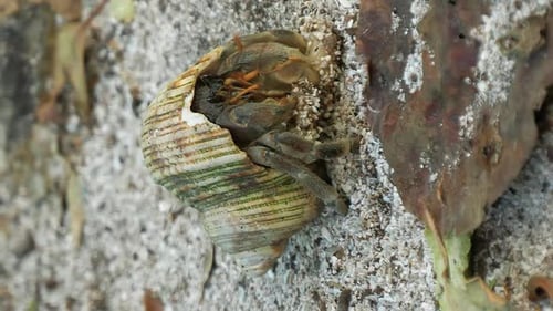 Hermit crab on a sandy beach - isolated vertical close up