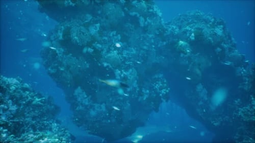 Realistic Underwater Coral Reef Ecosystem with Swimming Fish