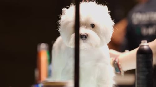 Curious White Maltese Dog at a Grooming Salon