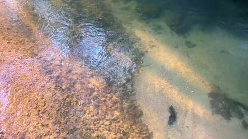 Klarer Fluss, der im Sommer über Felsen fließt und das Wasser von Sonnenlicht beleuchtet wird.
