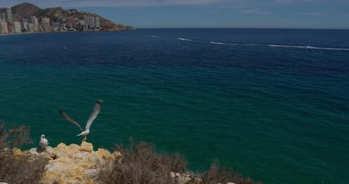 Seagulls By The Sea Flying In Slow Motion