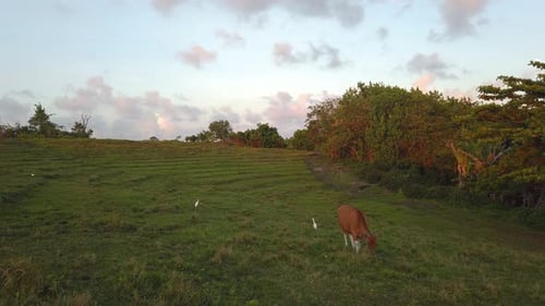 Cow Grazing in a Green Field