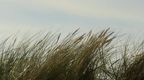 Beach Grass Swaying in the Wind on Sunny Day