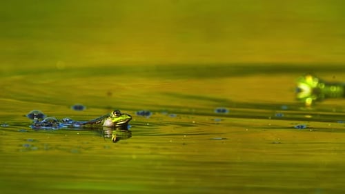 Close up of two Moor frog swimming in swamp water, focus on foreground, day